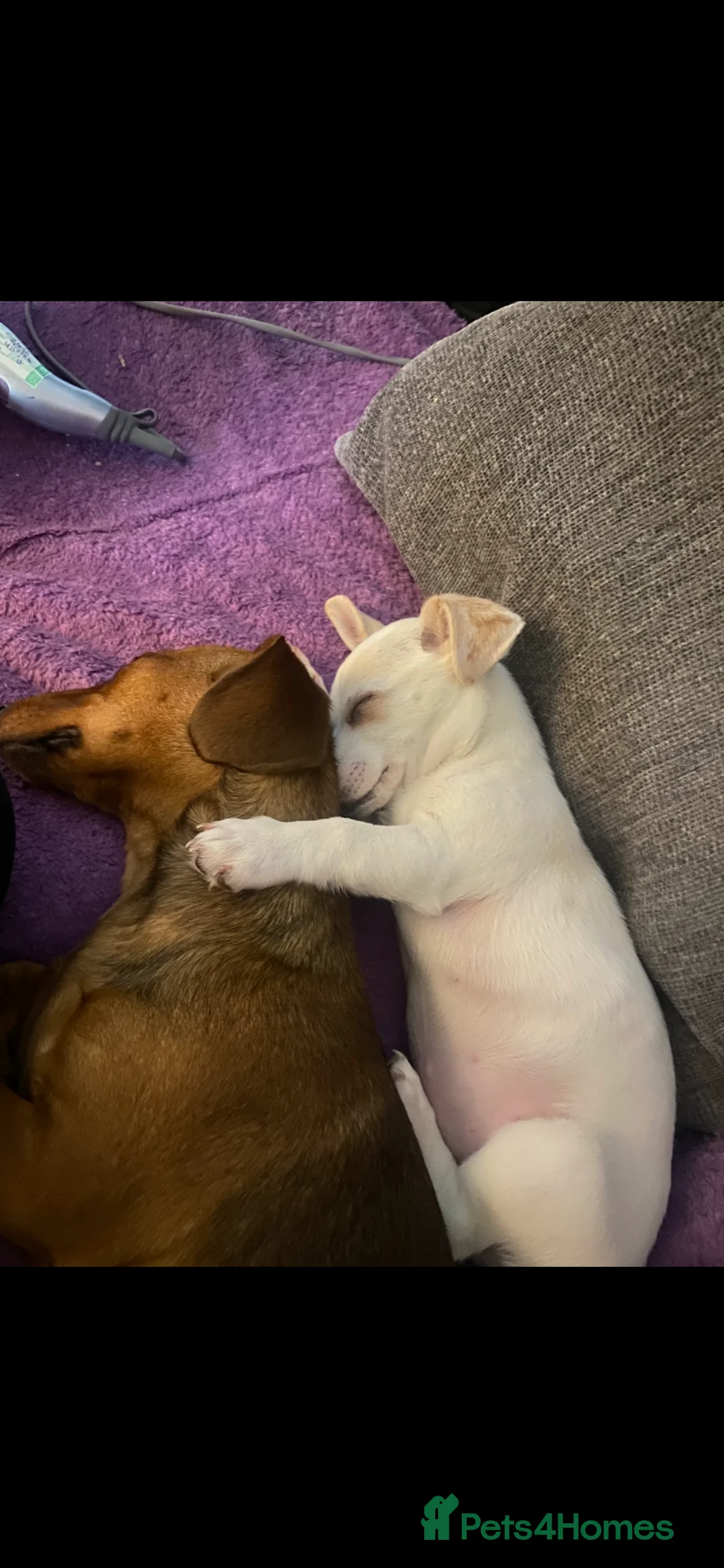 Dachshund dogs for sale: Red dachshund  - Advert 2