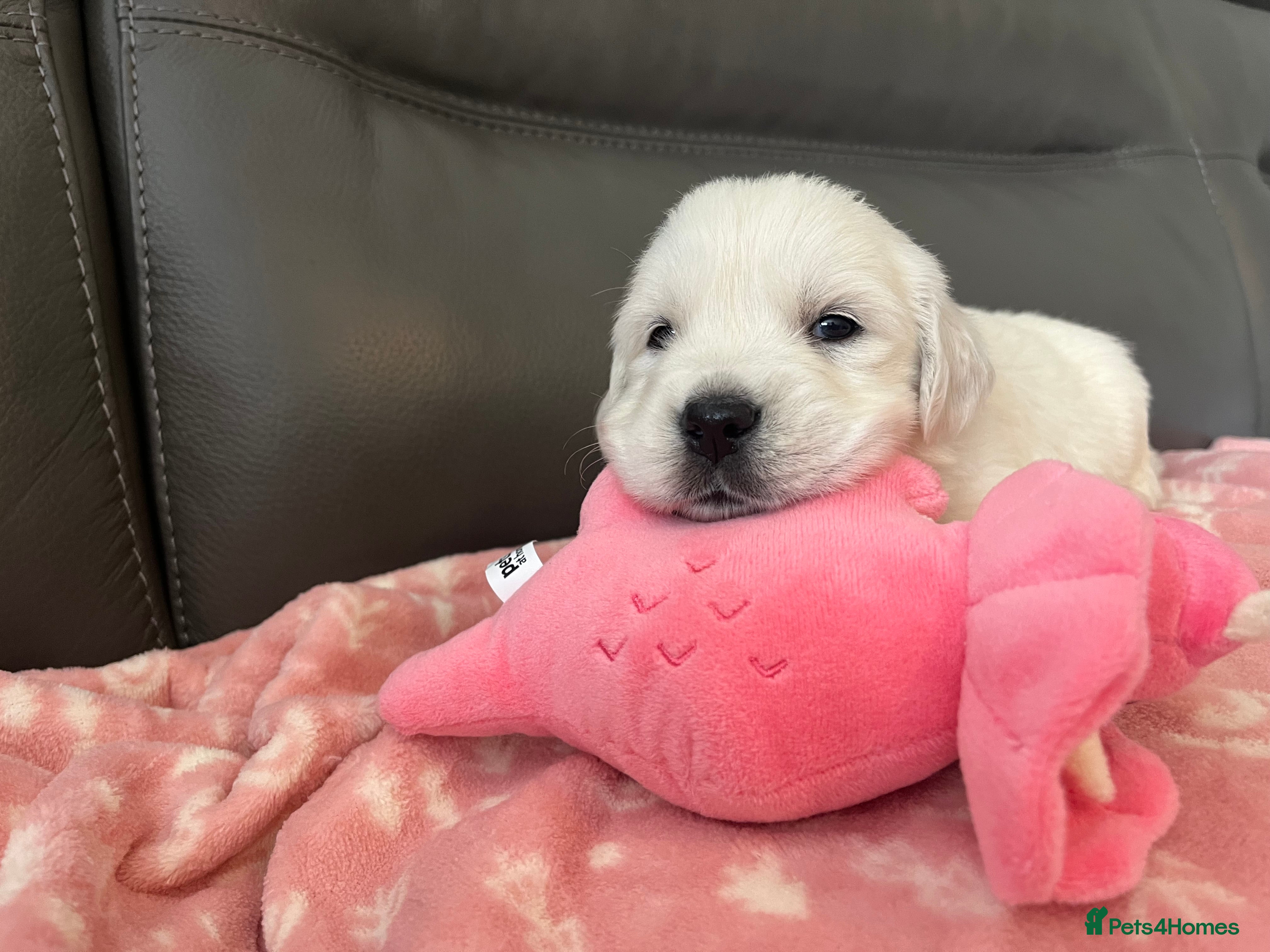 Golden Retriever dogs KC Old English Cream Golden Retriever Puppies  - Advert 2