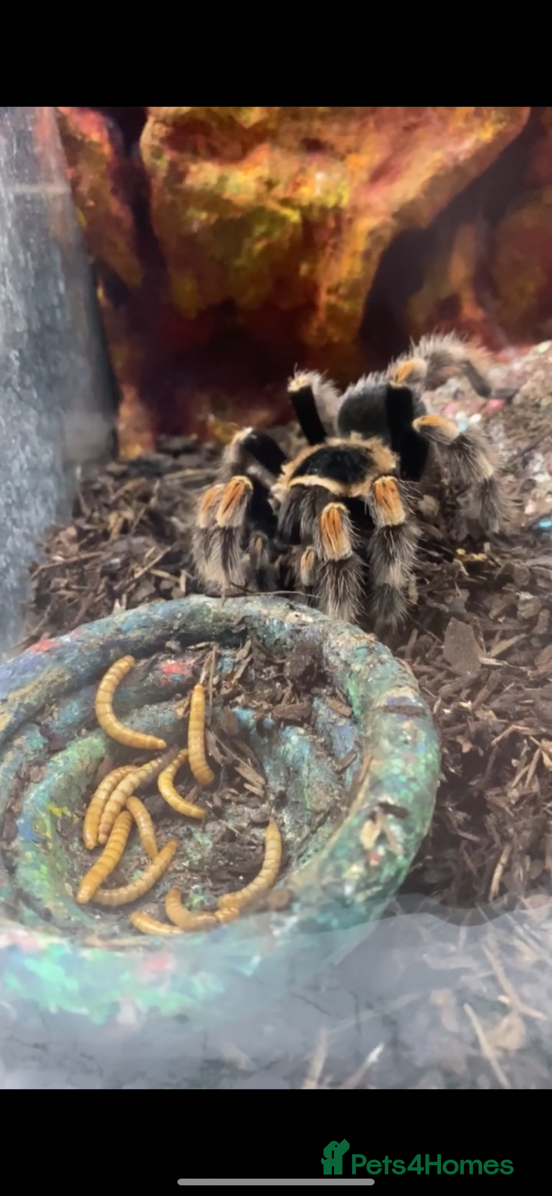 Tarantulas invertebrates for sale: Female Mexican red knee tarantula and set up - Image 2