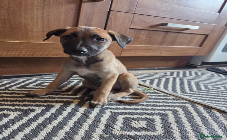 Mixed Breed dogs - Advert 2