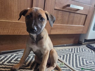 Mixed Breed dogs - Advert 6