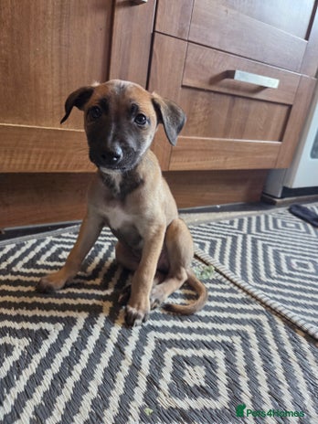 Mixed Breed dogs - Advert 4