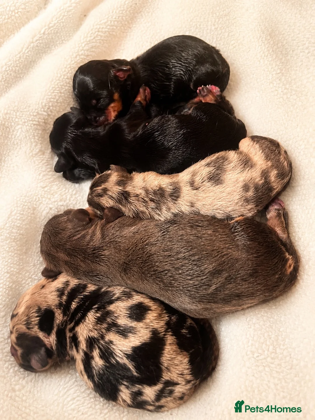 Miniature Dachshund dogs for sale: Miniature Dachshund Litter Announcement  - Advert 5