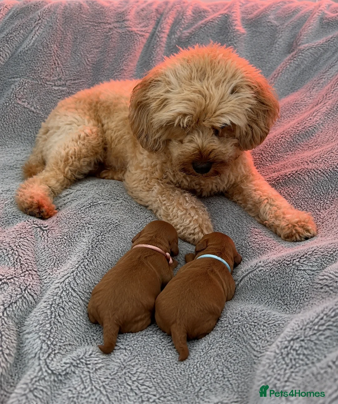 Cavapoo dogs for sale: PREMIUM TEDDY TOY CAVAPOOS READY FOR FOREVER HOMES - Advert 1