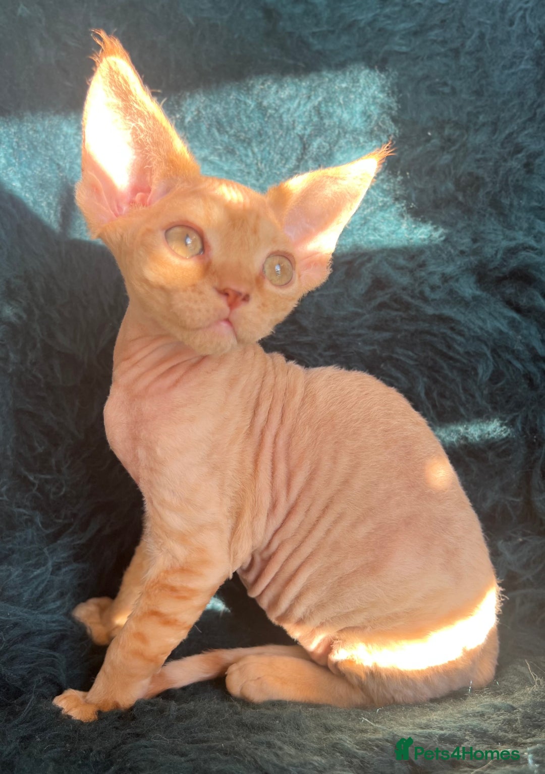 Devon Rex cats for sale: Devon Rex kittens  - Advert 11