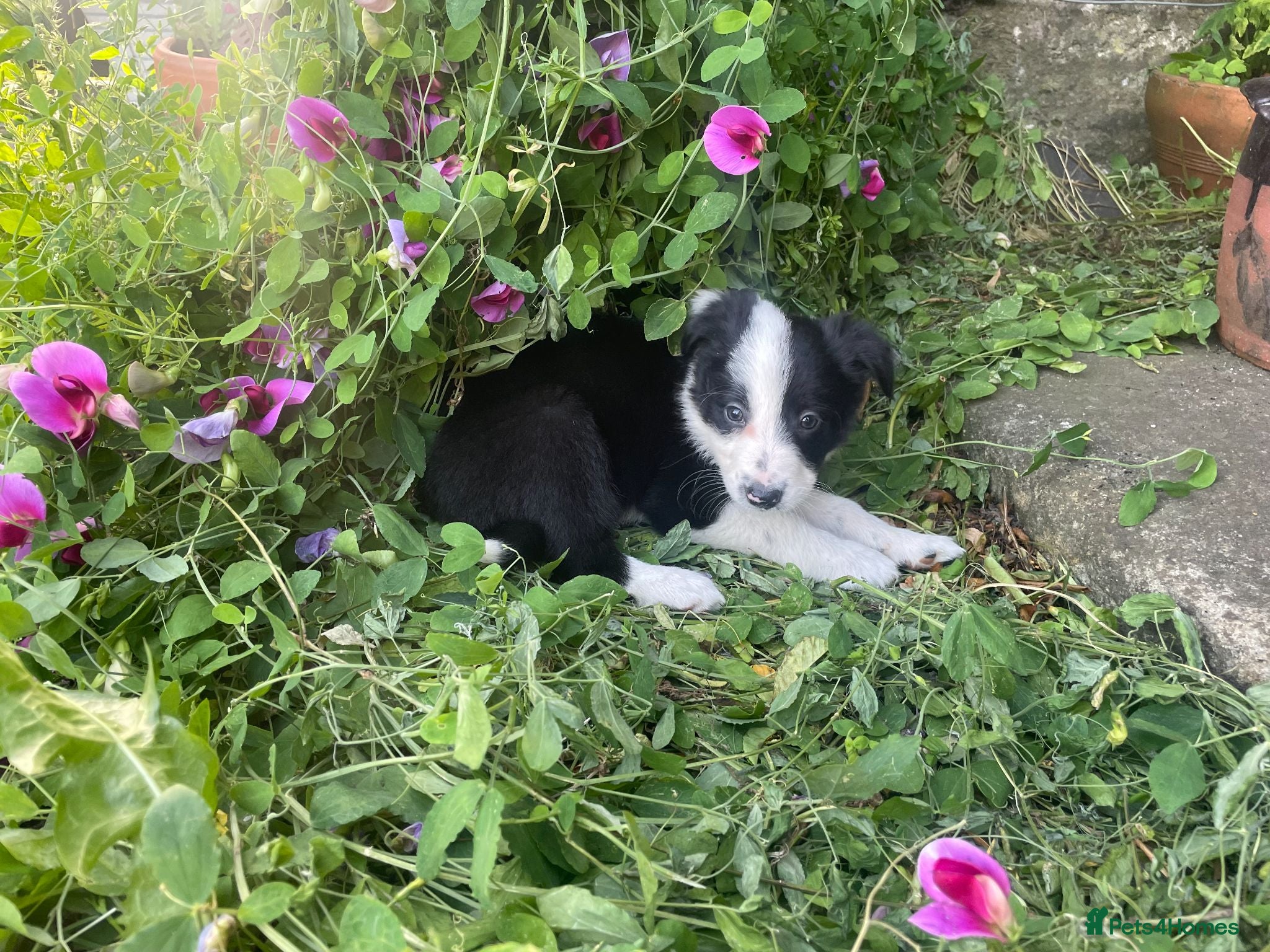 Border Collie dogs Beautiful Border Collie Puppies in Grassington - Advert 2