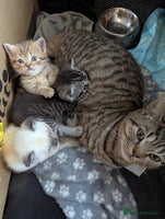 British Shorthair cats - Advert 1