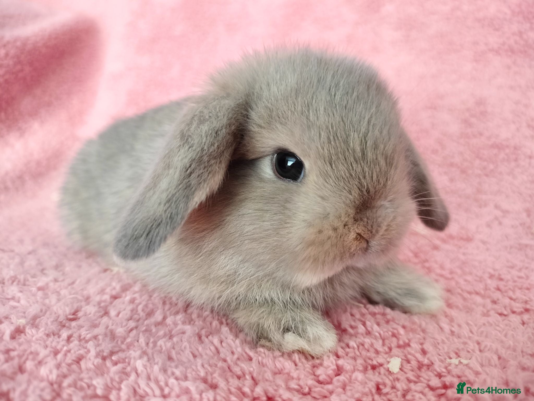 Mini Lop rabbits Baby mini lop rabbits for sale  - Advert 8