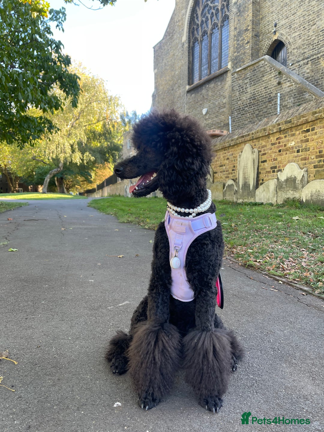 Standard Poodle dogs for sale: Forever Home for Lovely Girl - Image 5