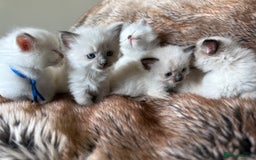 Ragdoll cats for sale: Beautiful litter of Ragdoll baby’s! 🐱🤍🐱 - Image 13