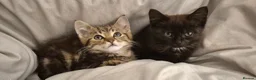 Maine Coon cats for sale: Bengal cross mainecoone kittens  - Advert 7