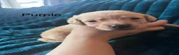 Labrador Retriever dogs for sale: Beautiful litter of Labrador puppies  in Chichester - Advert 9