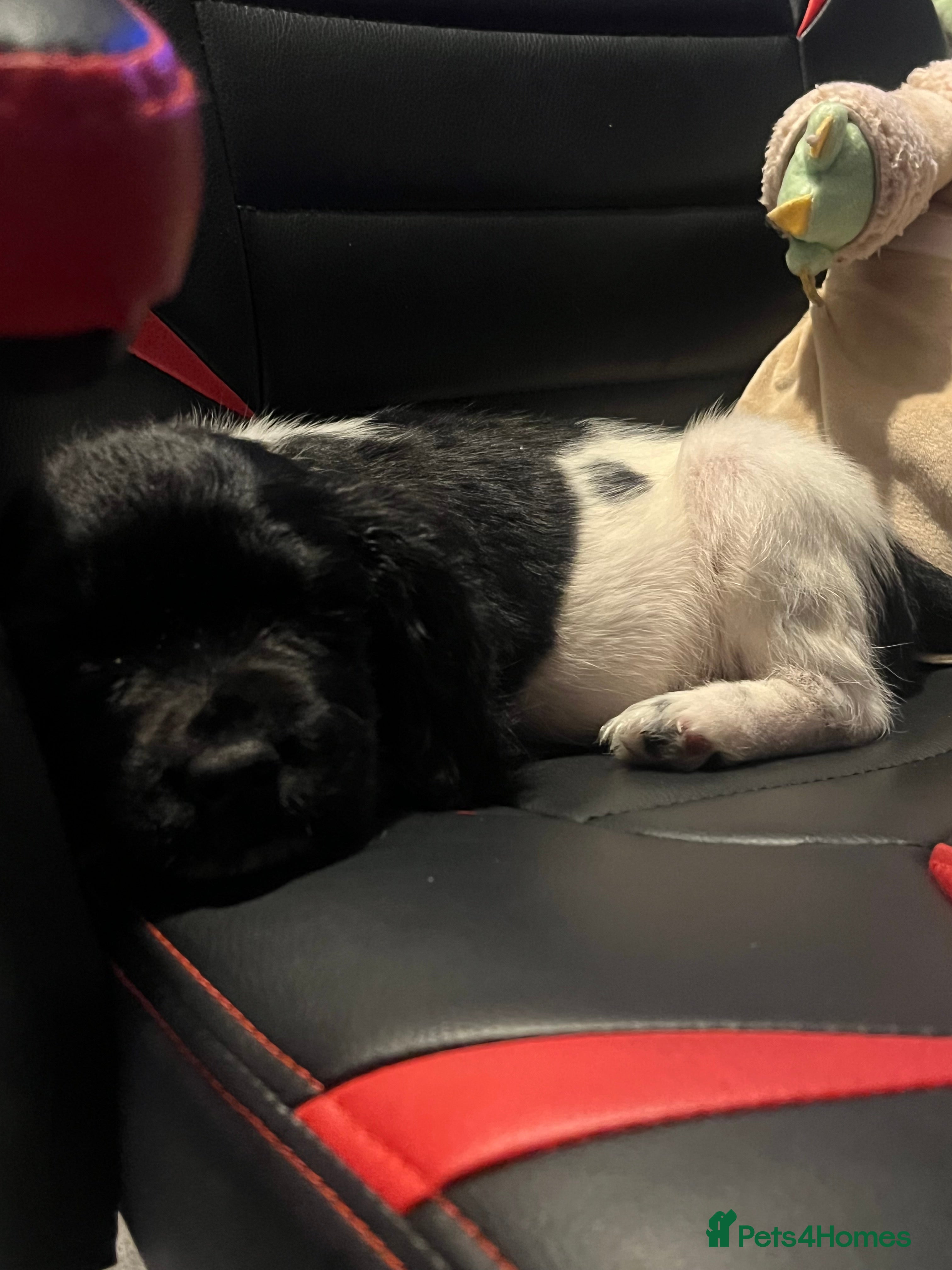 English Springer Spaniel dogs Beautiful springer spaniel puppies for sale  - Advert 1