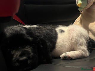 English Springer Spaniel dogs Beautiful springer spaniel puppies for sale - Advert 1
