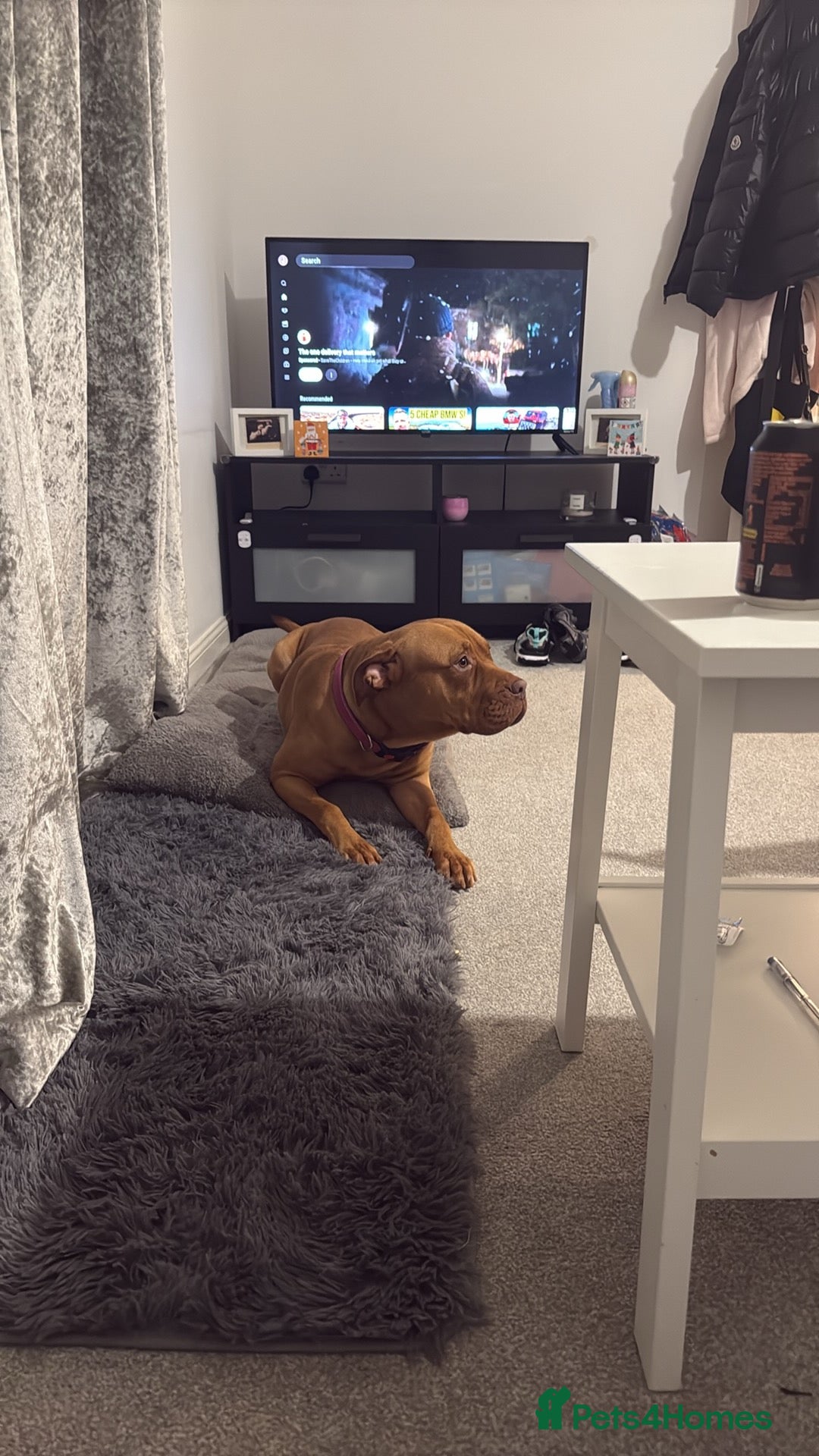 Mixed Breed dogs for sale: Sandy - Advert 5