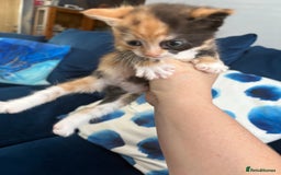 Mixed Breed cats for sale: Tortoiseshell kitten - Image 2