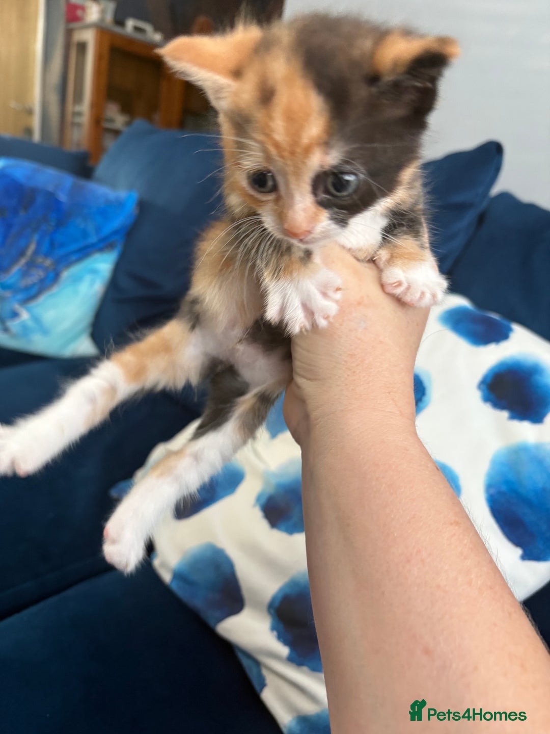 Mixed Breed cats for sale: Tortoiseshell kitten - Image 2