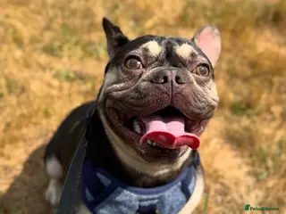 French Bulldog dogs Male french bulldog - Advert 2