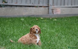 Cavapoo dogs for sale: Cavapoo  - Image 34
