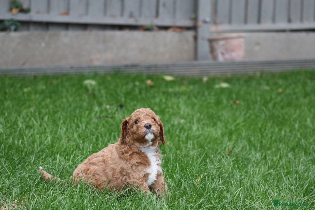 Cavapoo dogs for sale: Cavapoo  - Image 34