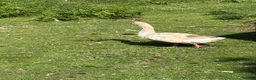 Geese poultry for sale: Brecon Buff Geese in Caernarfon - Advert 6