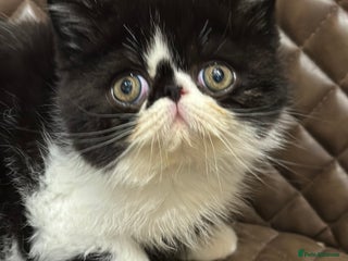 Exotic cats Super temperament exotic shorthair boy - Advert 7