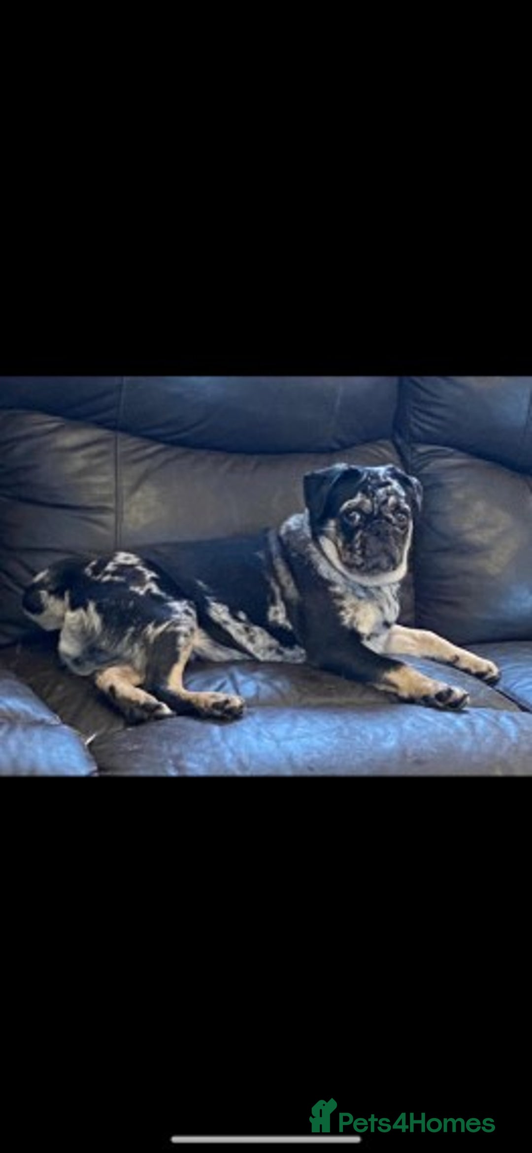 Pug dogs for stud: Merle n tan pug carrying fluffy & choc stud  in Harpenden - Advert 6