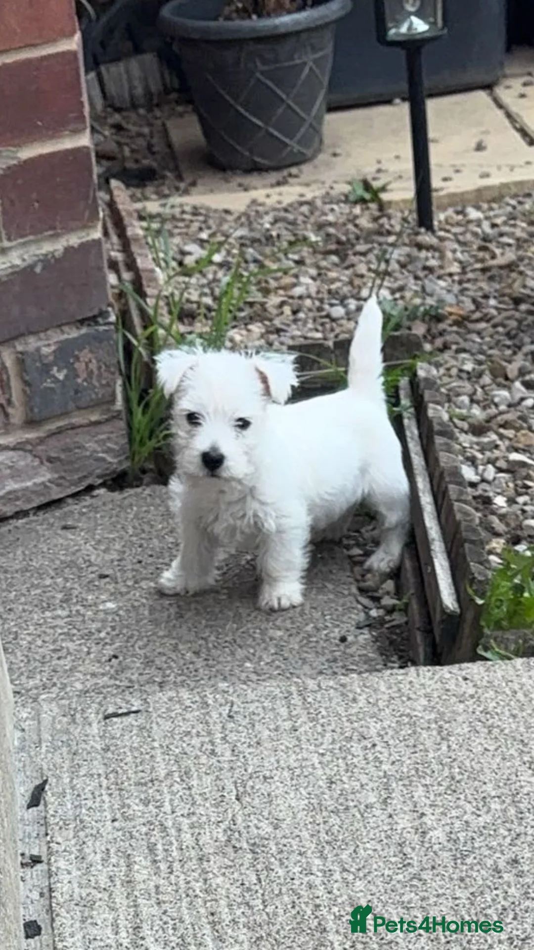 West Highland Terrier dogs for sale: West highland terrier boy  - Advert 2