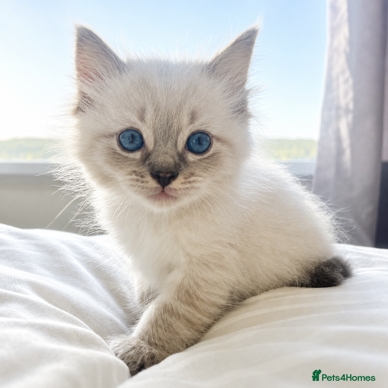 Ragdoll cats Gorgeous ragdoll kittens  - Advert 18