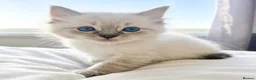Ragdoll cats for sale: READY Sunday cute full ragdoll kittens 2 left - Advert 10