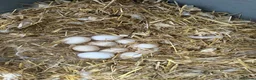Ducks poultry for sale: Hatching eggs!! Saxony and Welsh harlequin  - Advert 2
