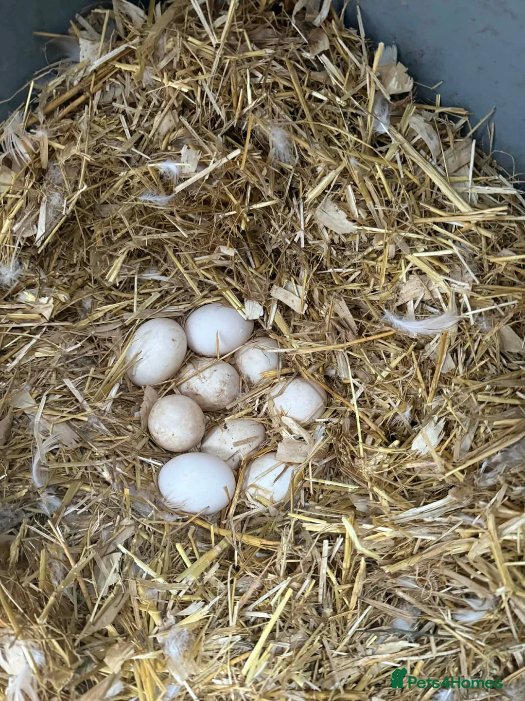 Ducks poultry for sale: Hatching eggs!! Saxony and Welsh harlequin  - Advert 2