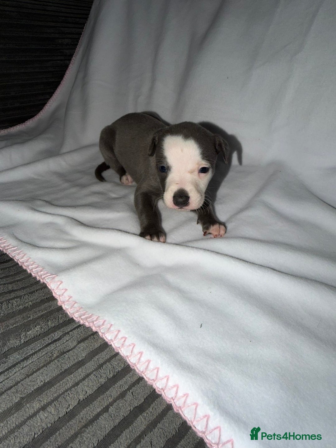 Whippet dogs for sale: Whippet pups for sale  - Advert 3