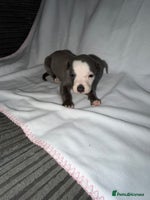 Whippet dogs Whippet pups for sale - Advert 1