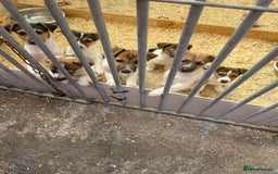 Jack Russell dogs for sale: Jack Russell pups in Bilston - Image 1