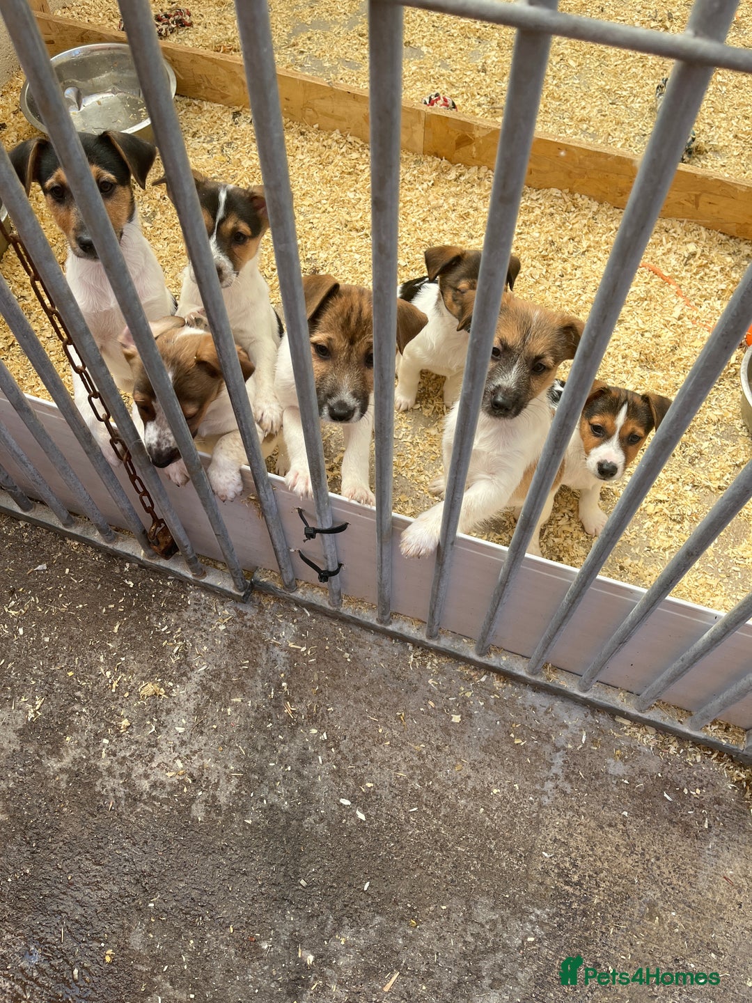 Jack Russell dogs for sale: Jack Russell pups in Bilston - Image 1