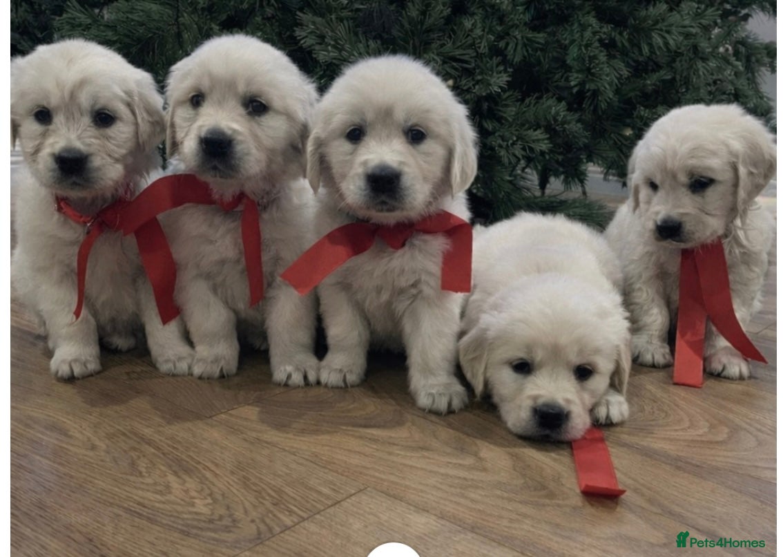 Golden Retriever dogs KC Reg Health Tested Golden Retriever Puppies - Advert 8