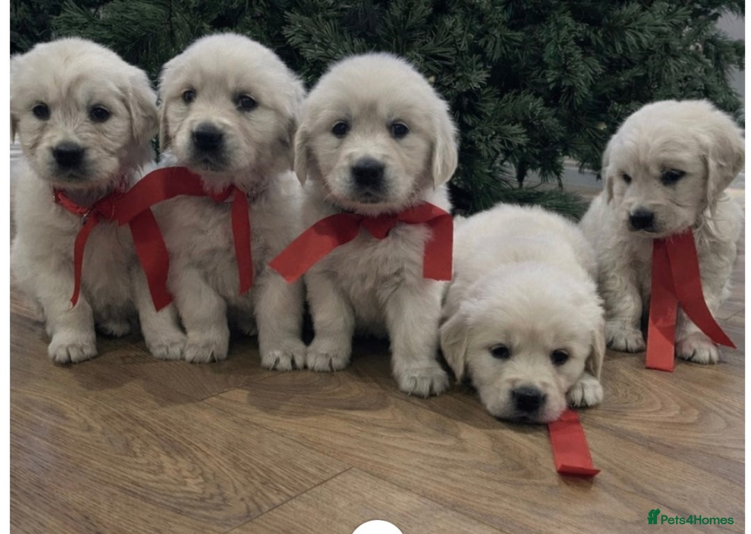 Golden Retriever dogs for sale: KC Reg Health Tested Golden Retriever Puppies - Advert 1