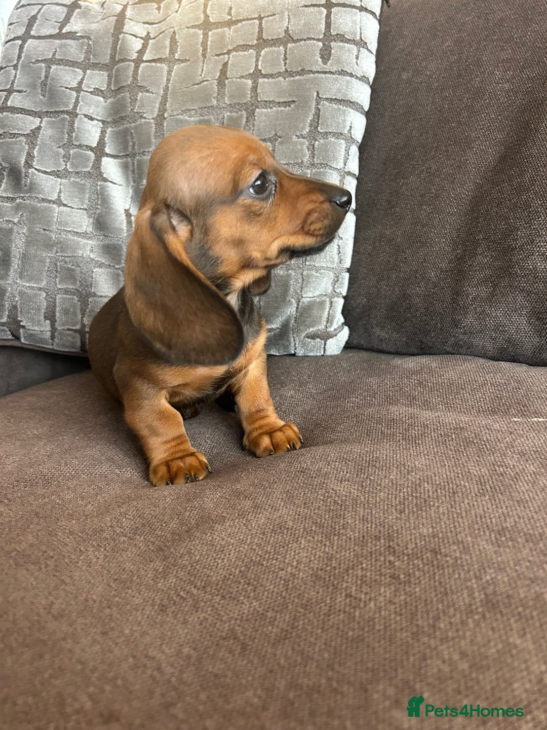 Miniature Dachshund dogs for sale: 🌟 1 GIRL remaining 💕 - Advert 3