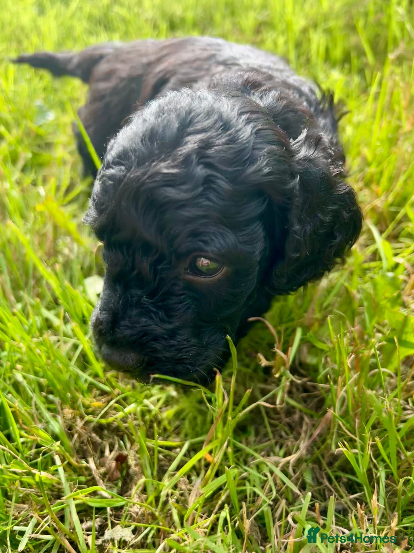 Cockapoo dogs Stunning glossy black cockapoo boys - Advert 17