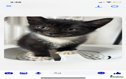 Mixed Breed cats for sale: Beautiful half Siamese Kitten - Image 4