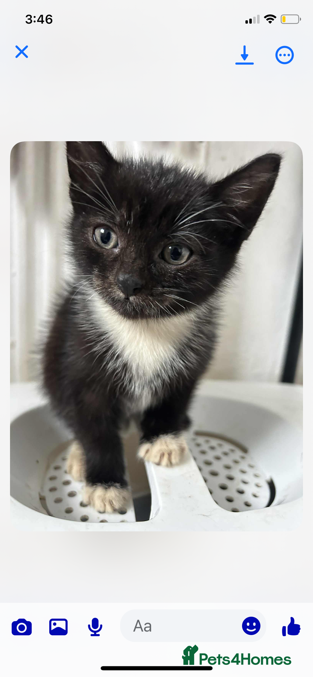Mixed Breed cats for sale: Beautiful half Siamese Kitten - Image 4
