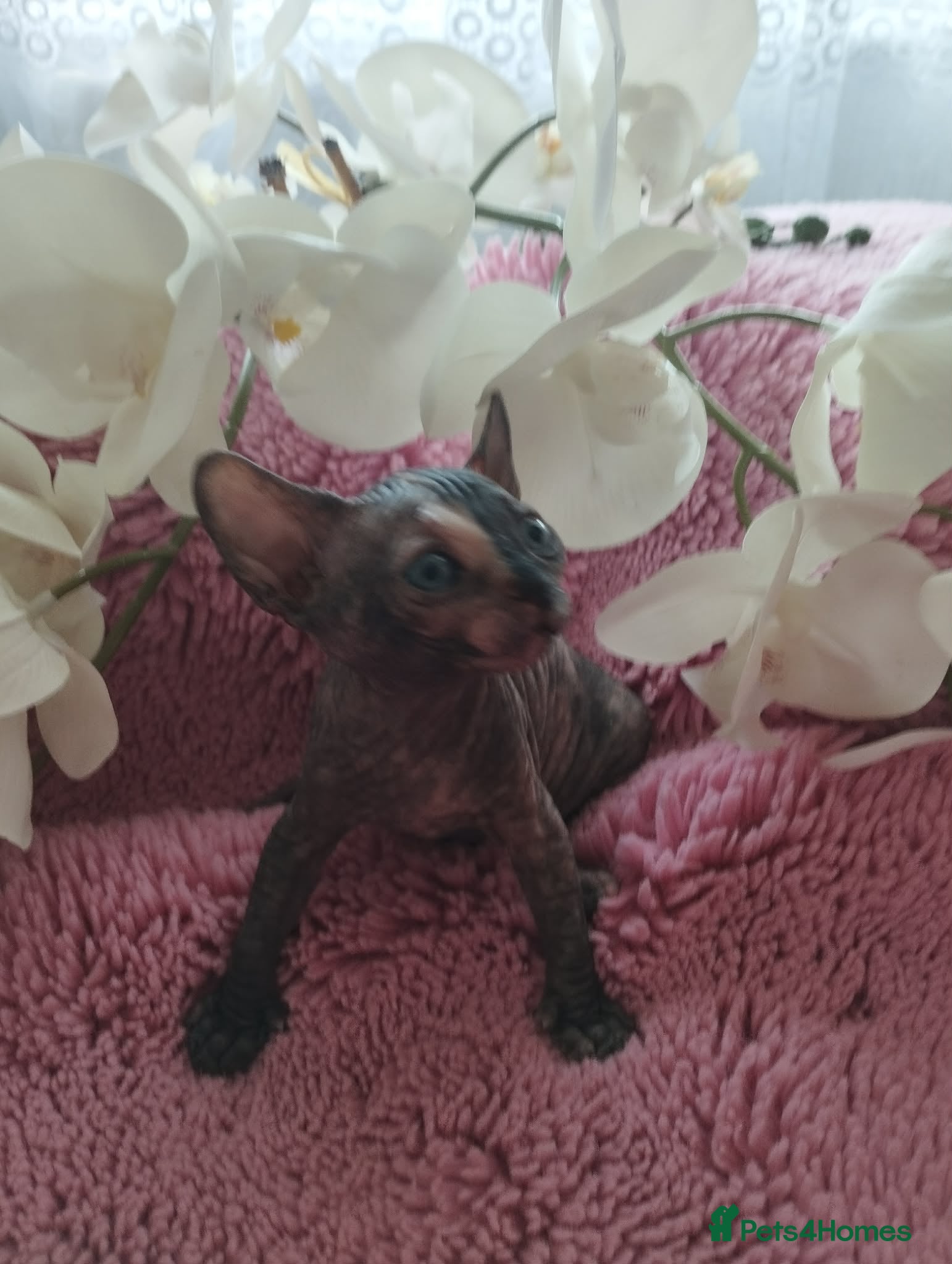 Sphynx cats 🥰Beautiful girl 😻 - Advert 9