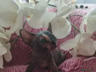 Sphynx cats 🥰Beautiful girl 😻 - Advert 4