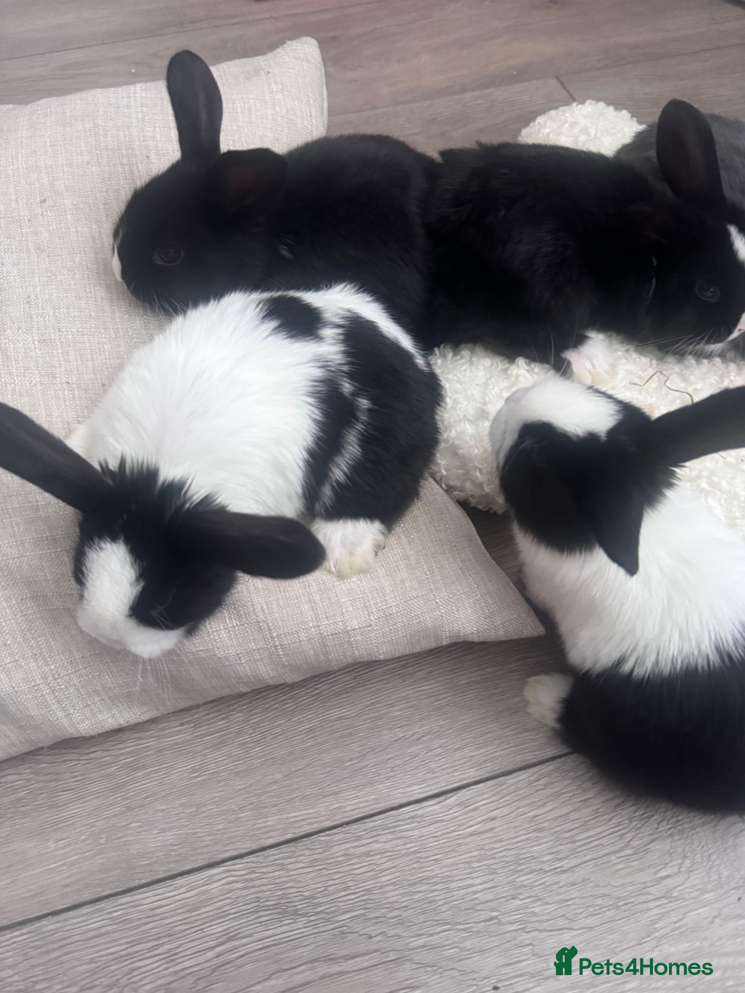 Mixed Breed rabbits 🐰 Adorable Rex x Dutch Baby Rabbits Available 🐰 - Advert 22