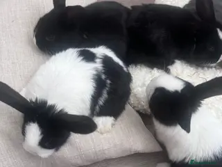 Mixed Breed rabbits 🐰 Adorable Rex x Dutch Baby Rabbits Available 🐰 - Advert 1
