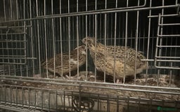 Quail poultry for sale: Quail for sale - Advert 3