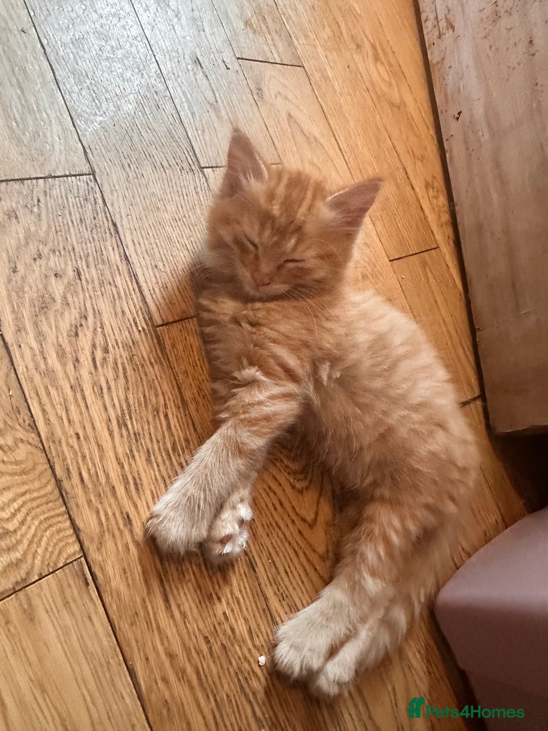 Ragdoll cats for sale: Calico Ragdolls - Image 10