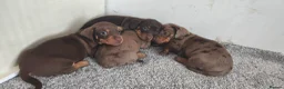 Miniature Dachshund dogs for sale: Super small miniature dachshund kc - Advert 7
