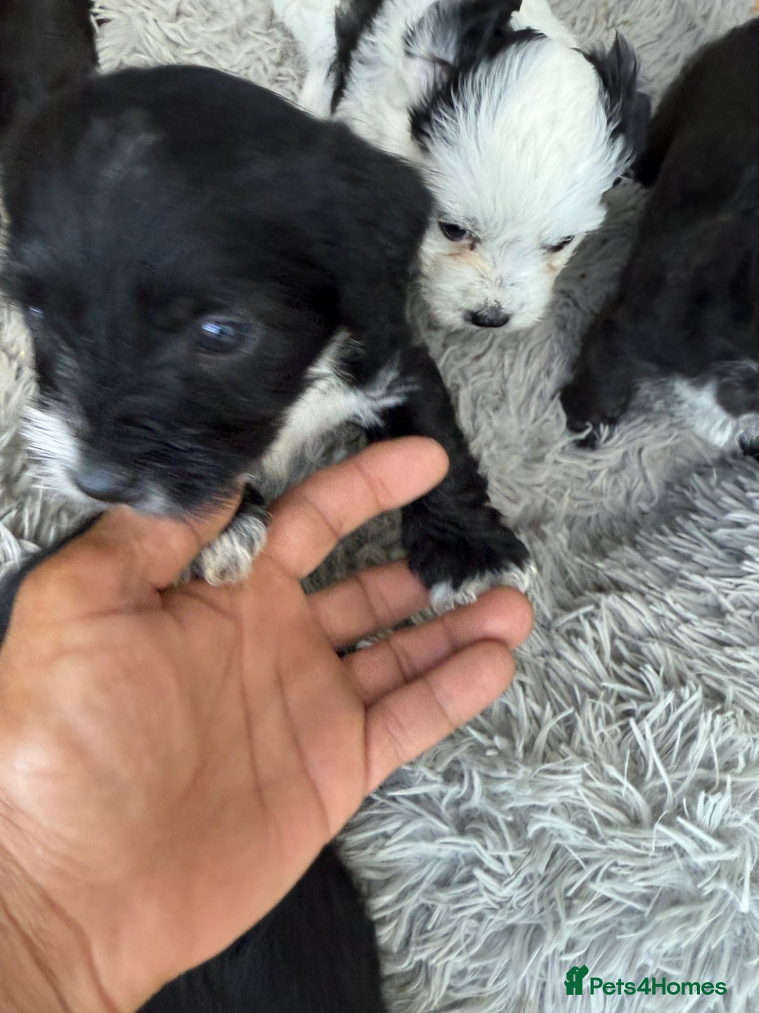 Glen of Imaal Terrier dogs for sale: Rare and beautiful  - Image 8